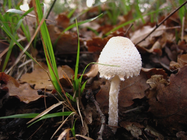 Escursione in querceto, finalmente i funghi!!!